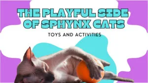 a hairless sphynx lying down and playing with a ball