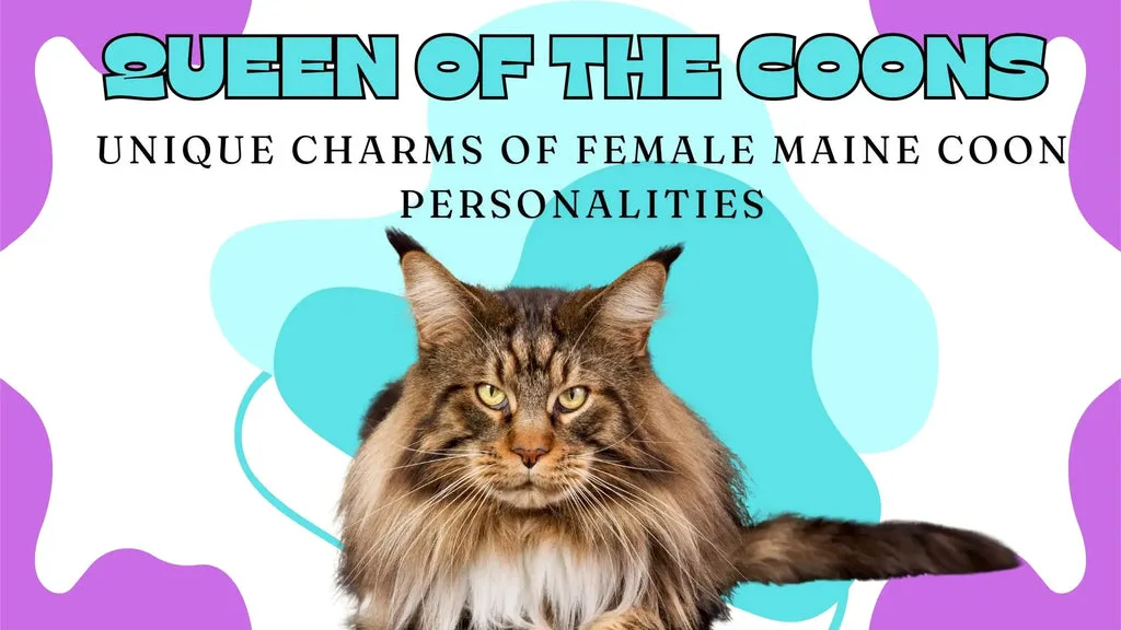 Gray and white female Maine Coon kitten with ear tufts and fluffy coat is adorable.