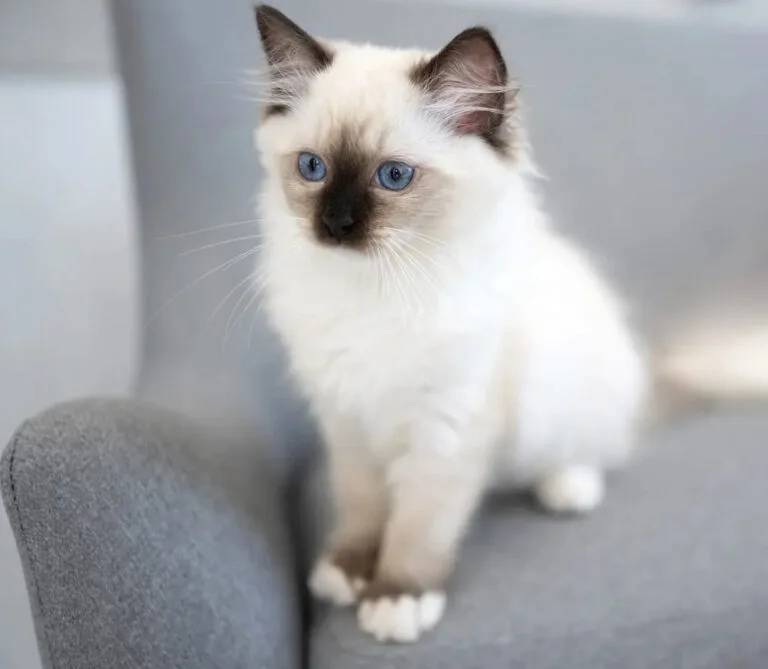 ragdoll cat care