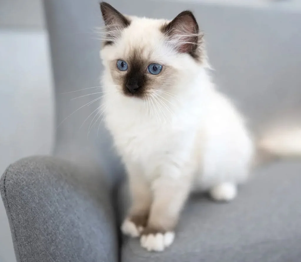 ragdoll cat care