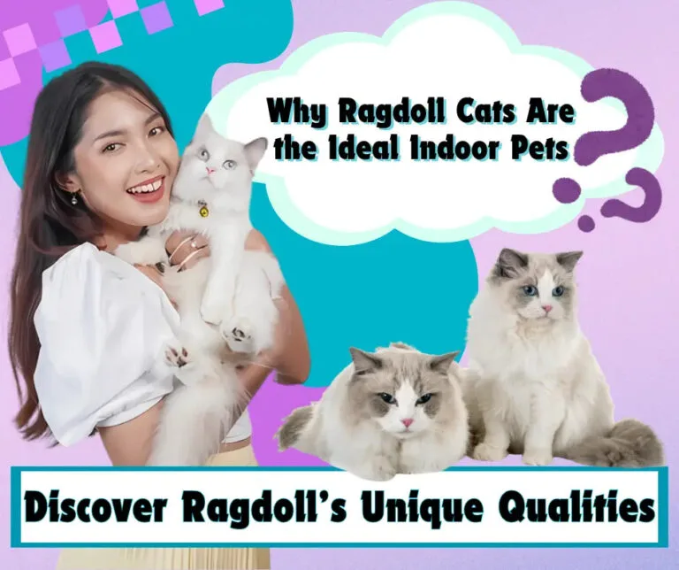Woman with a ragdoll indoor cat​ showcases why Ragdolls make perfect indoor pets.