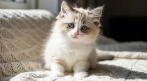 Ragdoll kitten blue eyes