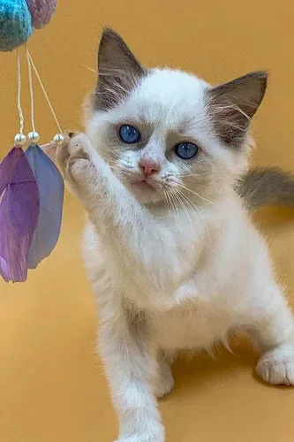 Adorable Ragdoll kitten with blue eyes reaching for purple feathers, showcasing irresistible cuteness.