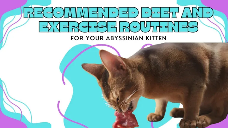 An Abyssinian Kitten eating a piece of meat