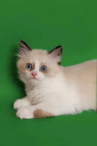 Fluffy white Ragdoll kitten with blue eyes, perfect for discussing cat food and care.
