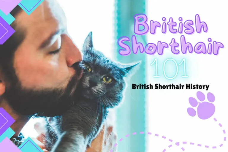 Check Our Available British Shorthair Kitten For Sale