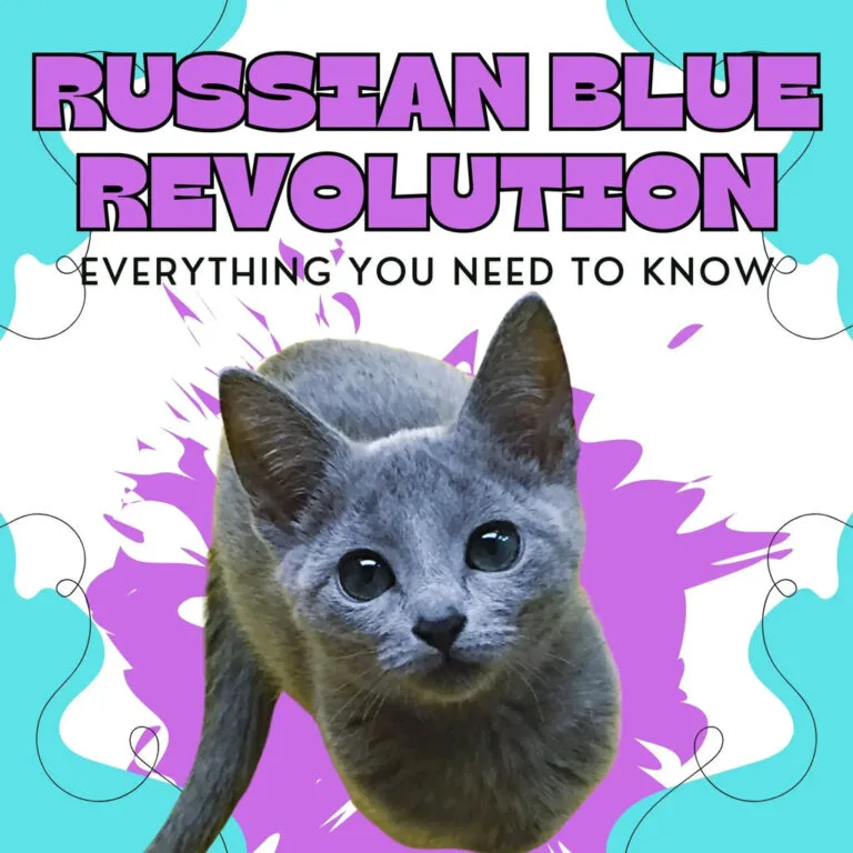 Adorable Russian Blue cat with striking blue fur and bright green eyes.