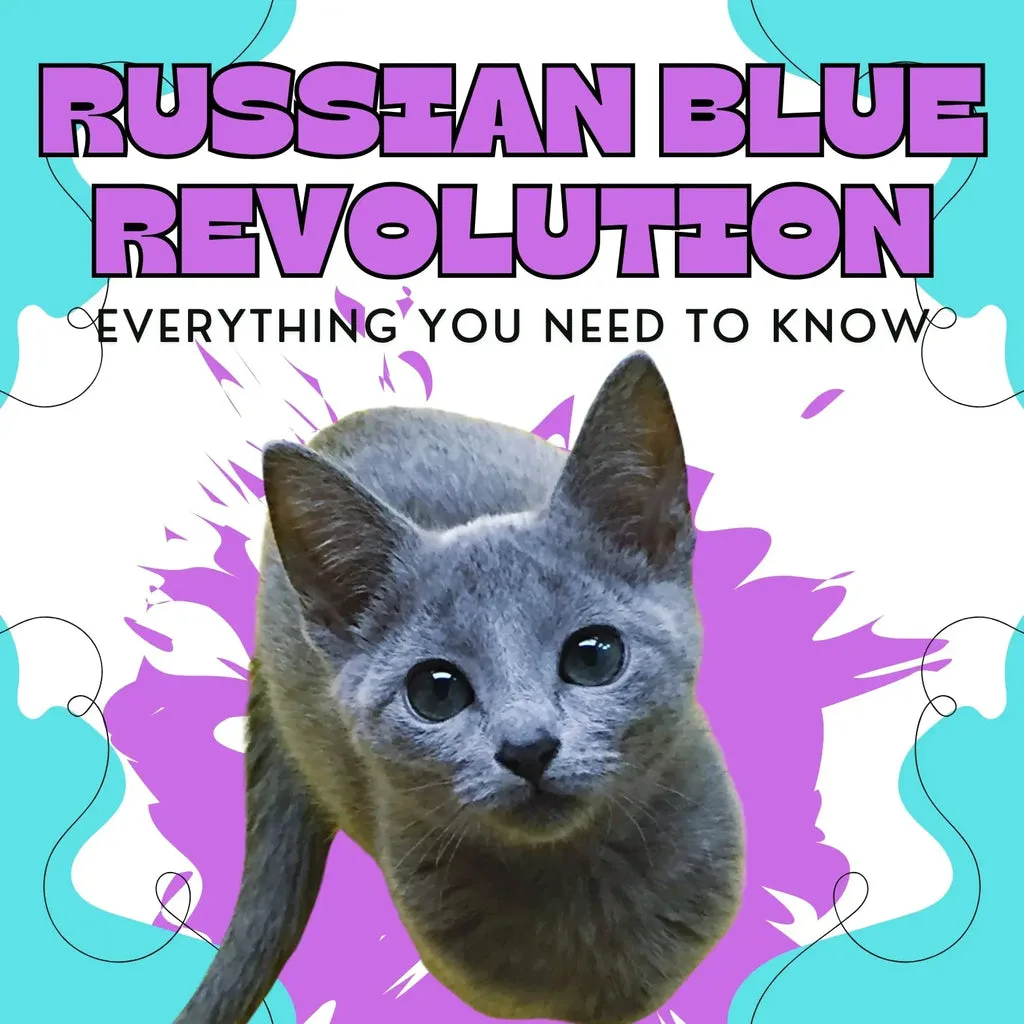 Adorable Russian Blue cat with striking blue fur and bright green eyes.