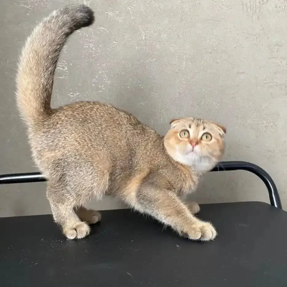 Alert Scottish Fold cat with fluffy tail and wide eyes in a cute pose.