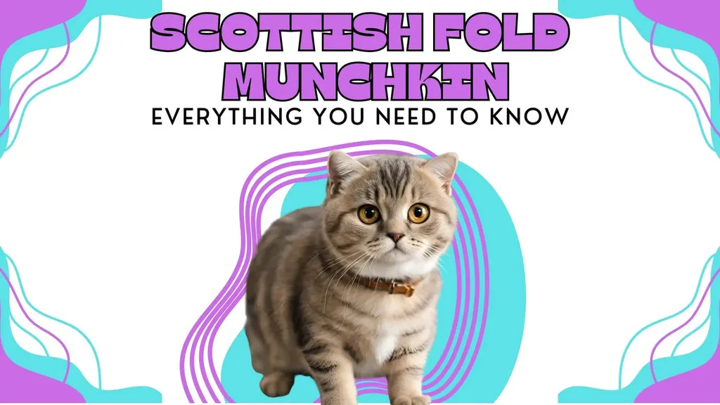 an AI generated photo of a cute mixed breed of a Scottish Fold cat and a Munchkin Cat