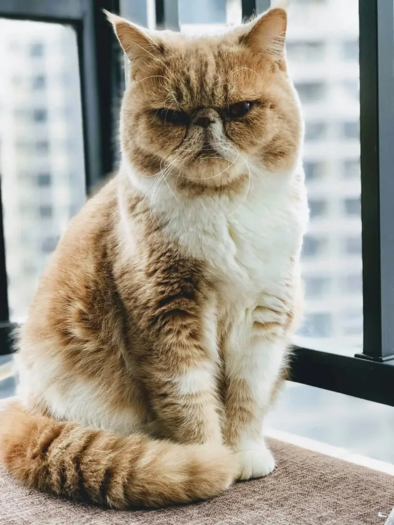 Grumpy Exotic Shorthair cat with fluffy fur showing off its cute flat face.
