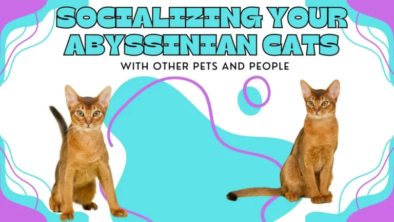 Two Abyssinian Kittens standing far from each other