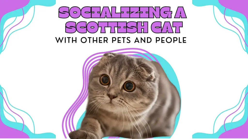 a cute Scottish Fold