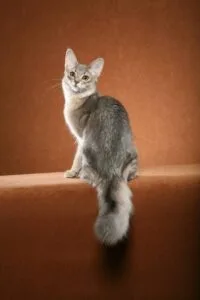 Gray and white Somali cat with big ears and fluffy tail showcasing its charismatic charms.