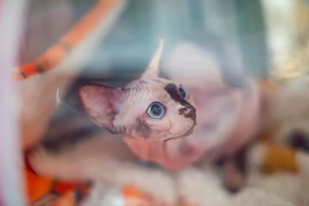 sphynx cat breeder