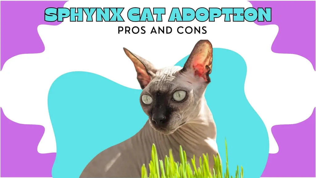 Hairless Sphynx cat with large ears and bright eyes perfect for Sphynx cat adoption.
