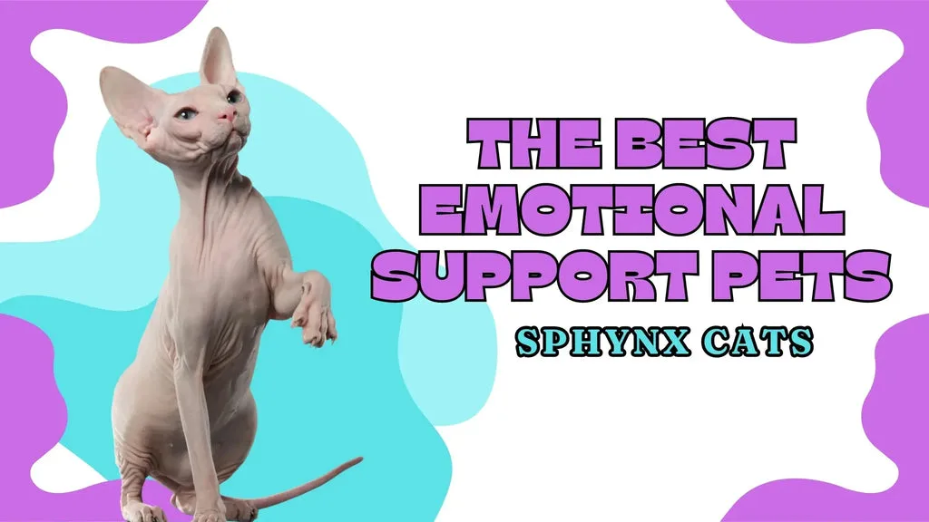 A Sphynx Cat Raising a Paw