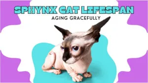 Sphynx cat with large ears and curled tail enjoying mental stimulation.