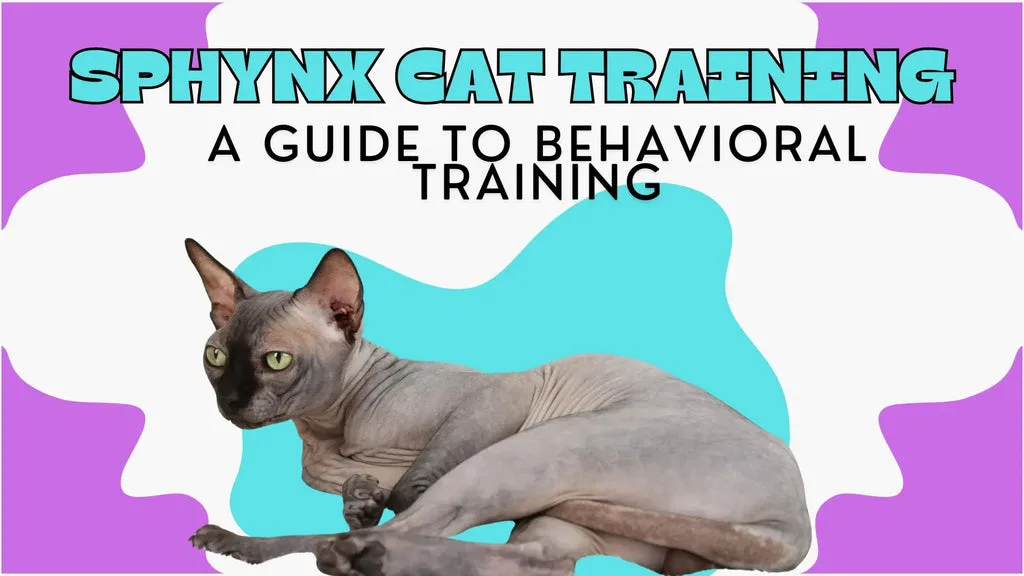 Sphynx cat with large ears and wrinkled skin on an orange background for training tips.