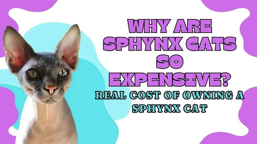 a hairless sphynx cat showing its beauty and elegance