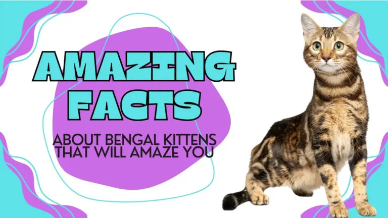 bengal cat facts