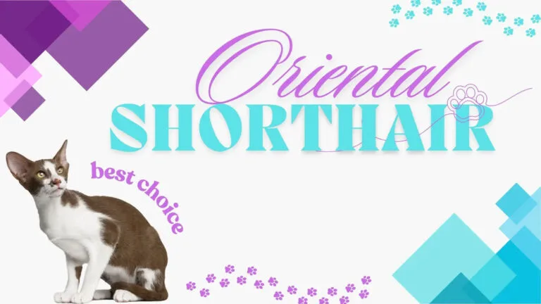 Woman with a Siamese cat on a bed, showcasing the joy of owning Oriental Shorthairs.