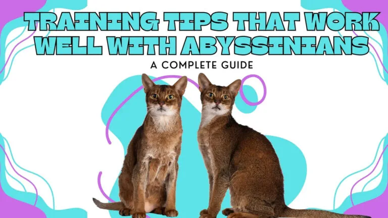 a two well-behaved Abyssinian Kittens