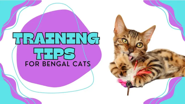 A Bengal Cat playing with a feather toy