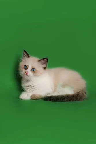 Fluffy white Ragdoll kitten with blue eyes showcases effective training techniques.