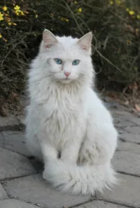 White Turkish Angora cat with blue eyes sitting on pavement, showcasing its charm.