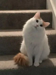 White Turkish Van kitten with orange-tipped tail lounging on carpeted stairs.