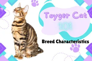 The Ultimate Guide to Toyger Cat Characteristics and Personality