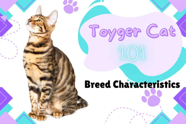 The Ultimate Guide to Toyger Cat Characteristics and Personality
