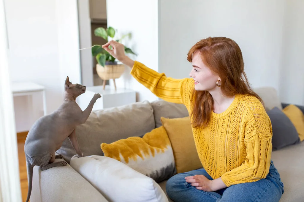 Woman in a yellow sweater playing with a Devon Rex purebred kitten on a couch.