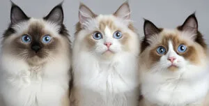 different types of ragdoll cats