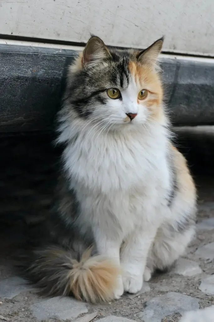 Fluffy calico Norwegian Forest Cat with bright eyes and long coat in a cozy setting.