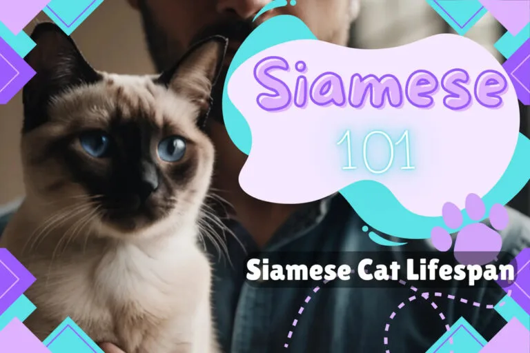 Siamese cat lounging, showcasing unique features and common health issues for longevity.