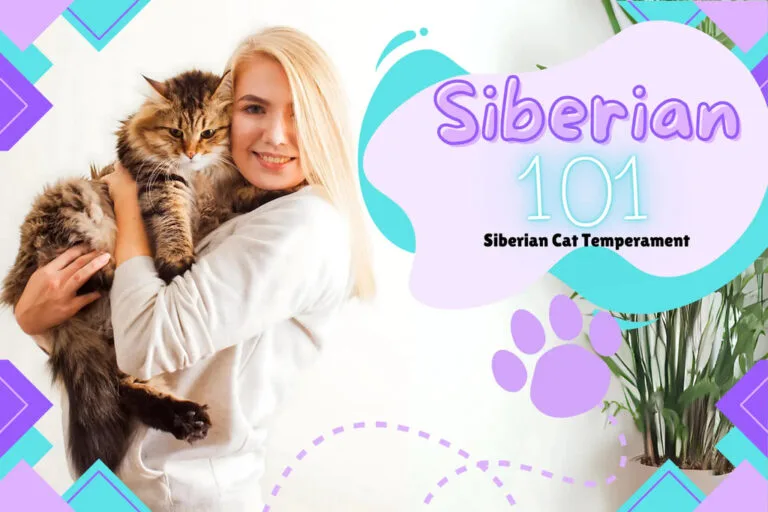Siberian Cat information graphic highlighting their unique personality traits and temperament.