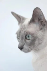 Siamese cat in profile with blue eyes, perfect inspiration for training Tonkinese cats.