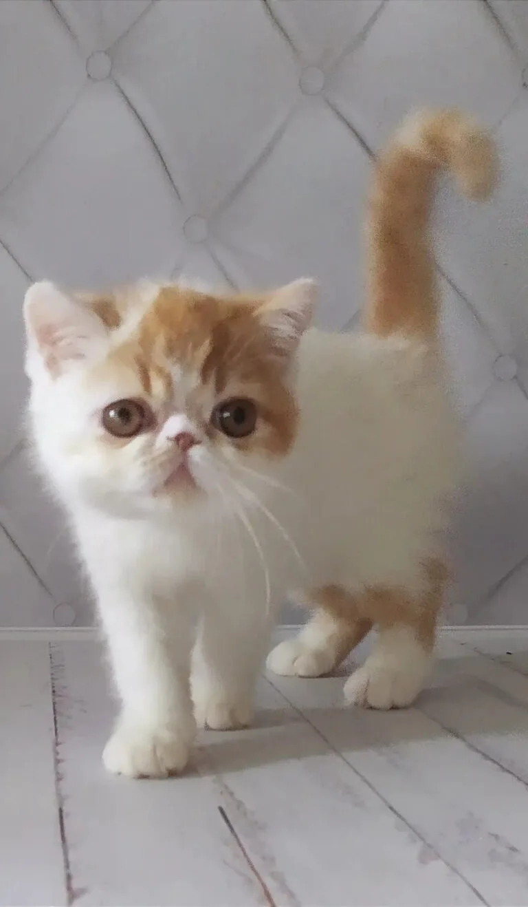 Adorable Exotic Shorthair kitten with fluffy cream and orange fur and a round face.