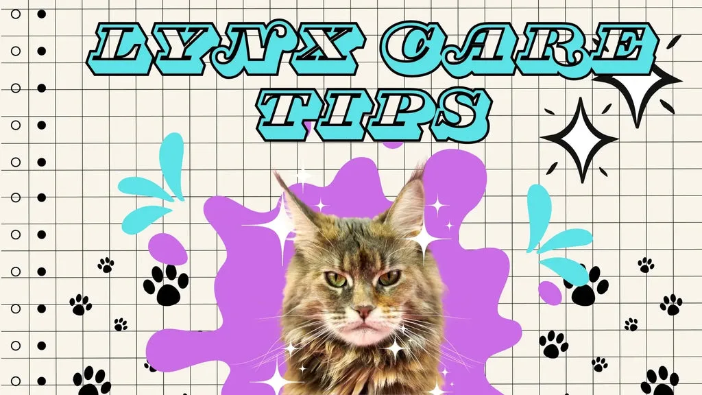 Fluffy gray tabby Maine Coon Lynx kitten with big ears and wide eyes.