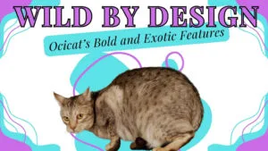 an Ocicat cat flaunting its spots and exotic beauty