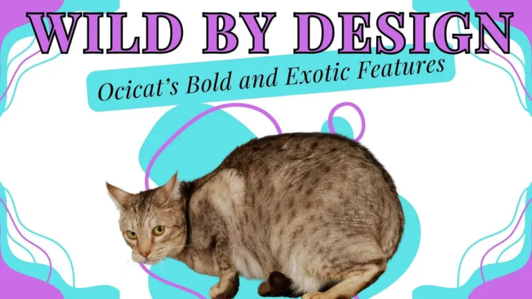 an Ocicat cat flaunting its spots and exotic beauty