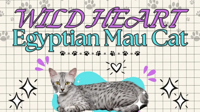 Playful Egyptian Mau cat with striking spots showcasing its vibrant personality.